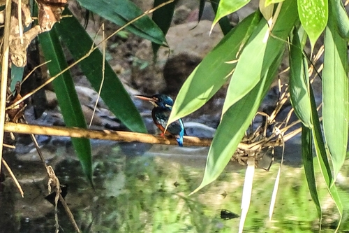 Blue-eared Kingfisher (Alcedo meninting), photo 10