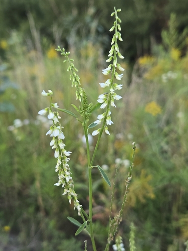 White Sweetclover