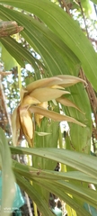 Catasetum tabulare