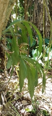 Catasetum tabulare, photograph author not stated, no rights reserved