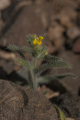 Arnebia hispidissima