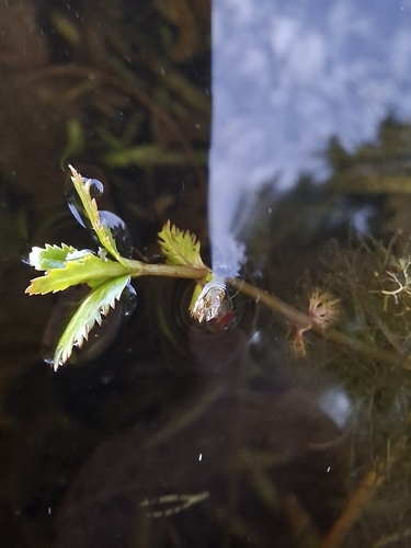 Bidens beckii, photograph 3