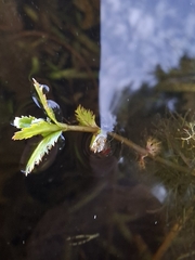 (c) Chris Reardon, some rights reserved (CC BY) Bidens beckii, photograph (c) Chris Reardon, some rights reserved (CC BY)