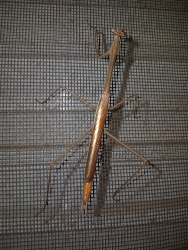 Giant Mexican Mantis