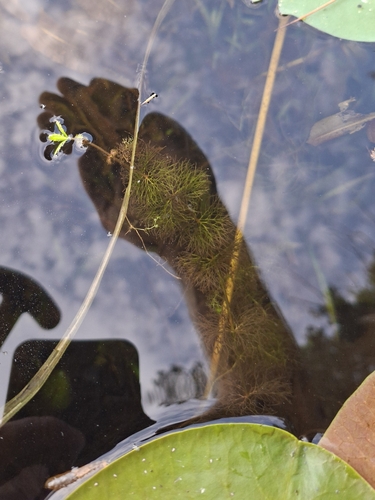 Bidens beckii, photograph 4