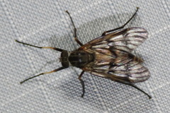 Rhagio mystaceus