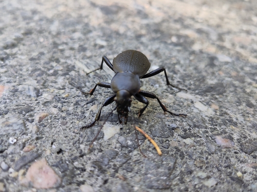 Leather Beetle