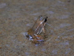 Colostethus inguinalis