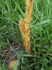 Orobanche minor