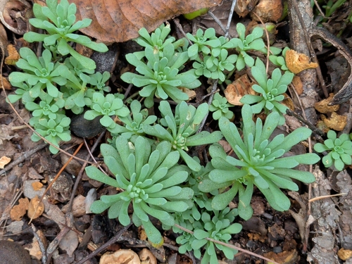Sedum glaucophyllum, photograph 1
