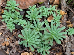Sedum glaucophyllum, photograph (c) Tom Field, some rights reserved (CC BY)