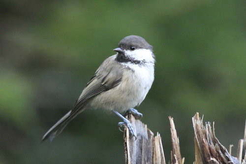 Willow Tit