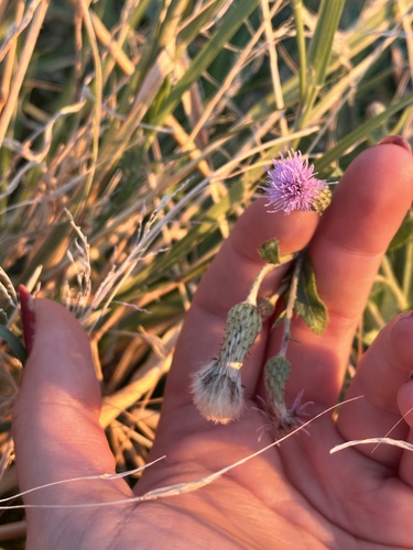 creeping thistle