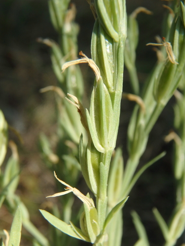 Schenkia spicata observed 2026-08-15