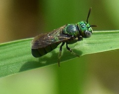 Pithitis