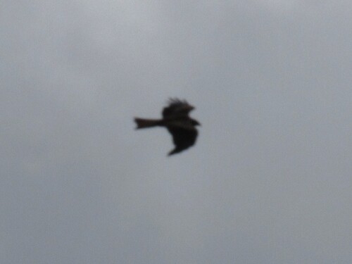 Black Kite