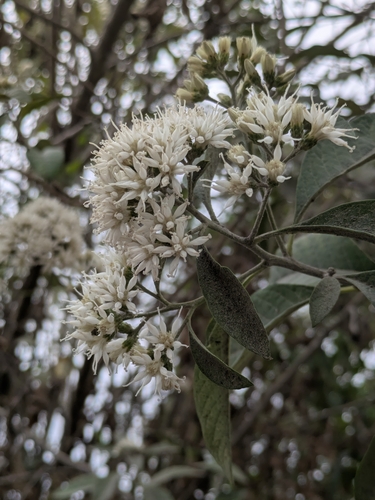 River Bittertea