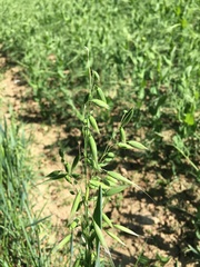 Avena sativa