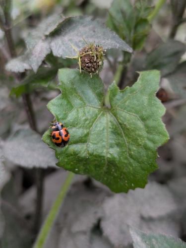 Small Transverse Ladybird Beetle