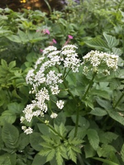 Chaerophyllum hirsutum