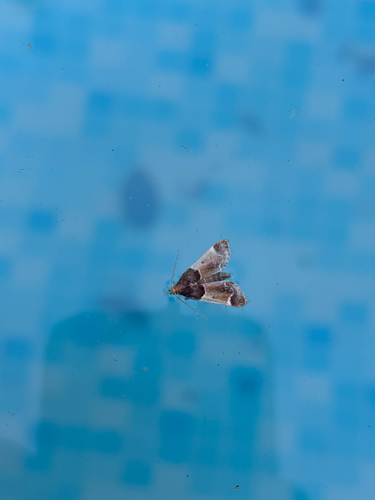 Meal moth