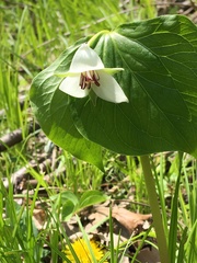 Trillium cernuum