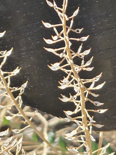 Lepidium campestre