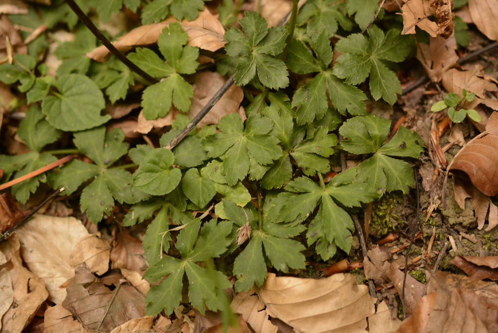 Sanicula europaea; photograph (c) Cara Ennis, some rights reserved (CC BY)