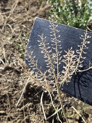 (c) Jo Roberts, some rights reserved (CC BY) Lepidium campestre, photograph (c) Jo Roberts, some rights reserved (CC BY)