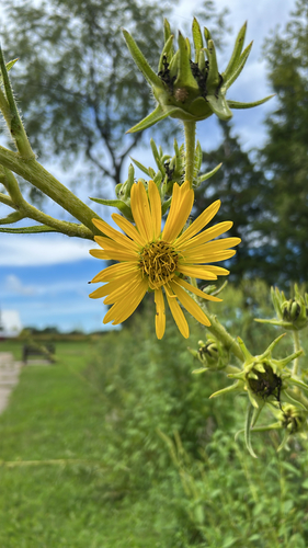 compass plant