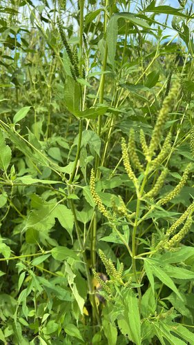 giant ragweed