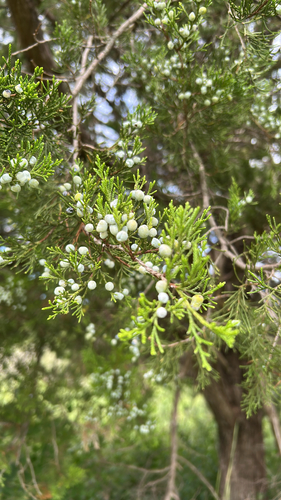 eastern redcedar