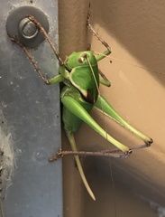 Pediodectes haldemanii