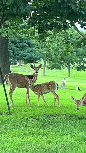 White-tailed Deer