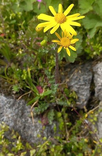 Senecio vernalis, photograph 1
