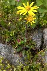 Senecio vernalis, photograph (c) Lídia Carrera, some rights reserved (CC BY)