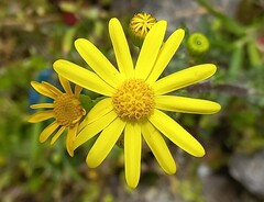 Senecio vernalis