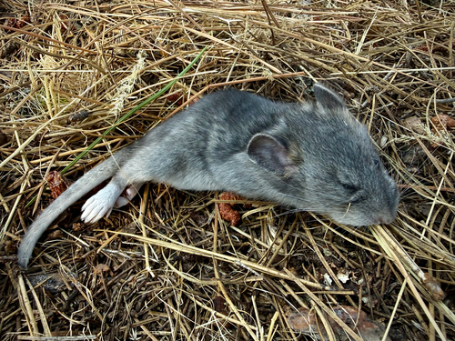 Bushy-tailed Woodrat