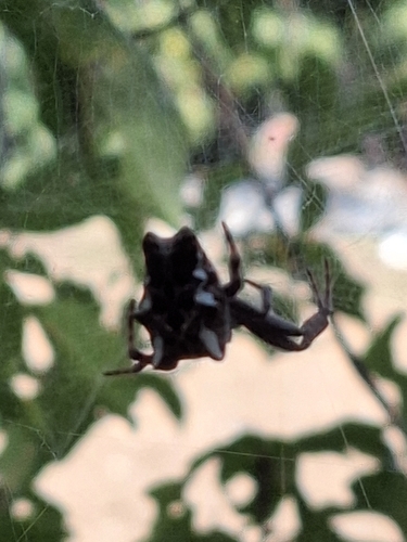 Tropical Tent-web Spider