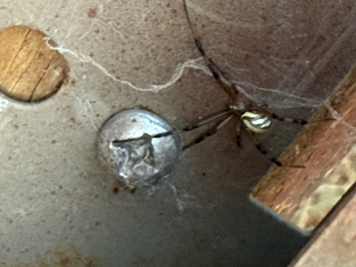 Western Black Widow