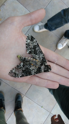 Photo of Rustic Sphinx (Manduca rustica)