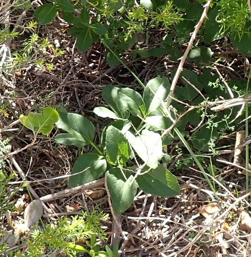 Knowltonia vesicatoria, photograph 6