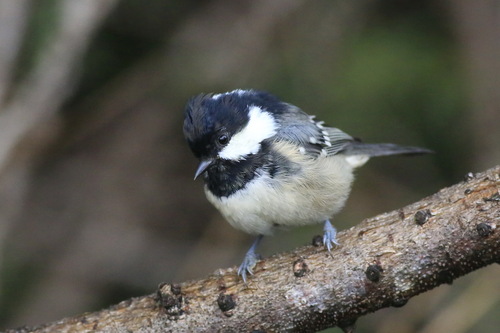 Coal Tit