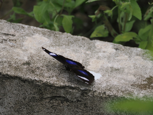 Great Eggfly