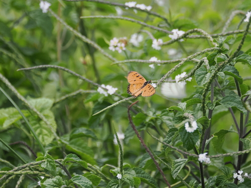 Tawny Coster