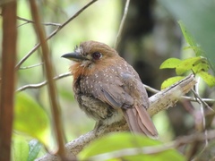 Malacoptila mystacalis