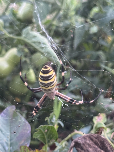 Wasp Spider