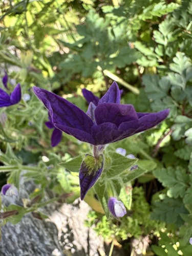 Salvia viridis, photograph 2