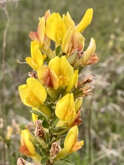 Chamaecytisus