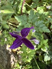 Salvia viridis, photograph (c) E. A., some rights reserved (CC BY)